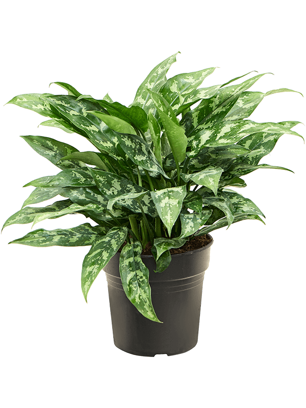 Аглаонема 'Maria'50-60  H55×W45 D21×20 см 