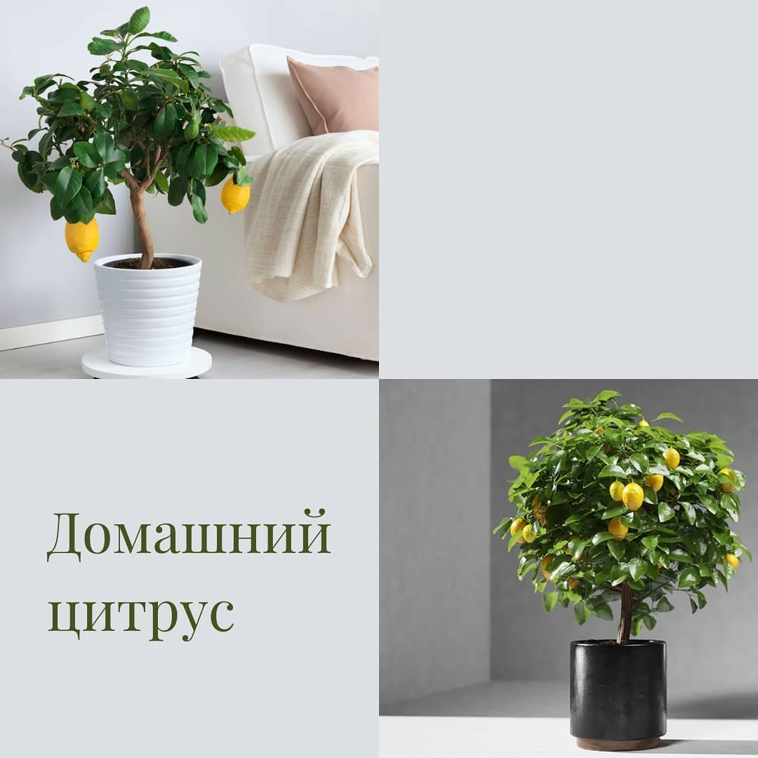Цитрусовые дома: свет, температура и сезонный уход