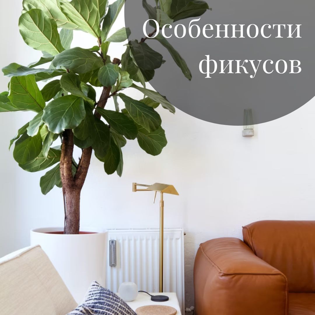 Фикусы: как выбрать вид для интерьера