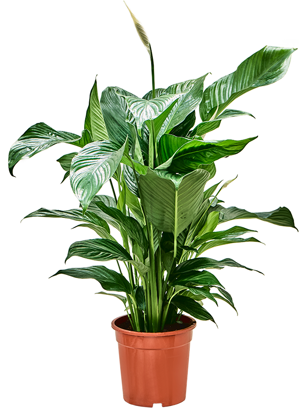 Спатифиллум 'Sweet Lauretta'  H90×W60 D21×19 см 