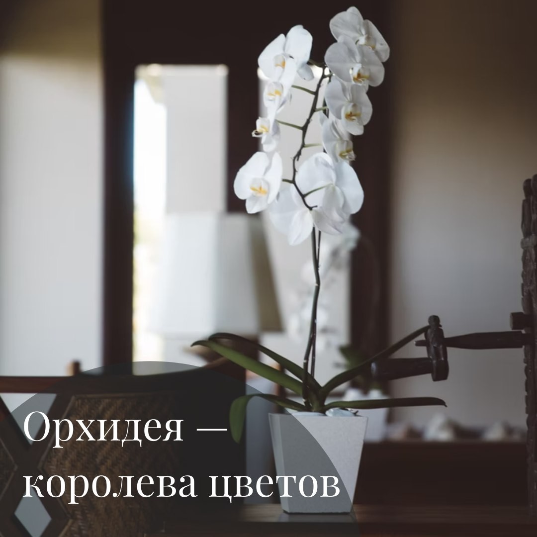 Орхидея в интерьере: как сделать её главным акцентом