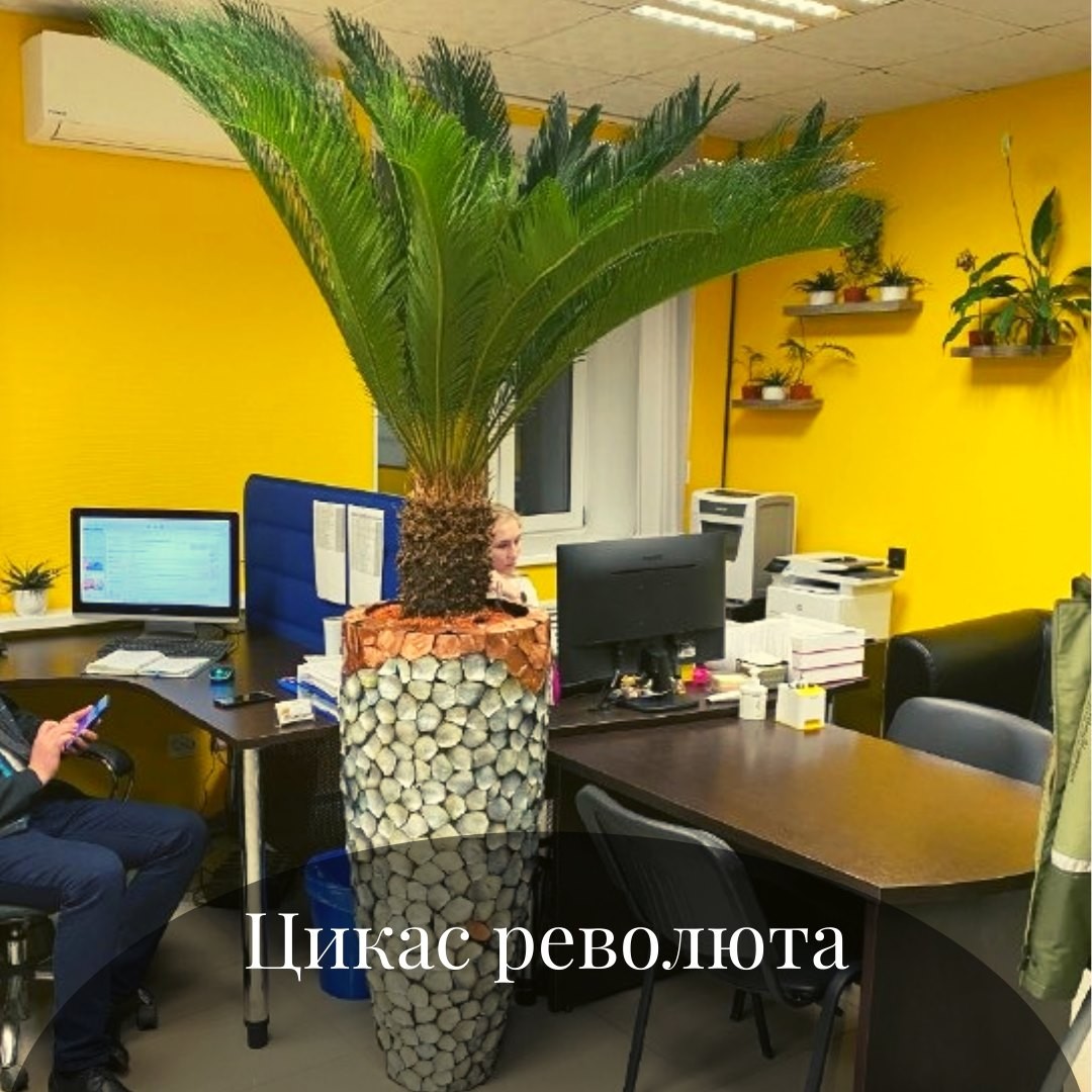Крупные растения и кашпо для офиса Крупные растения и кашпо для офиса