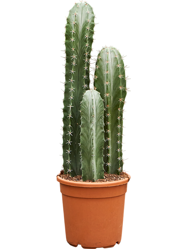 Стеноцереус Pruinosus  H100×W30 D30×28 см 