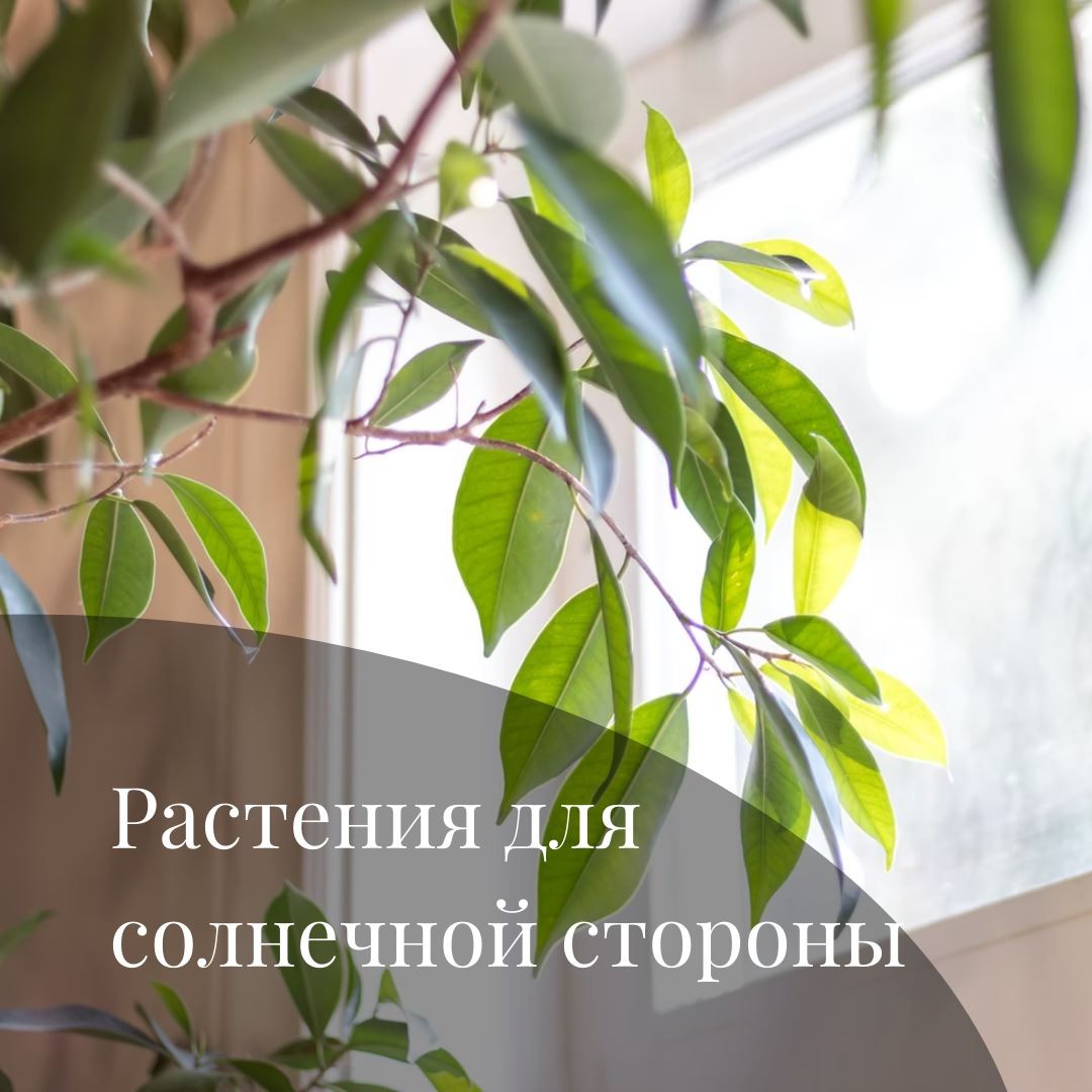 Растения для южного окна