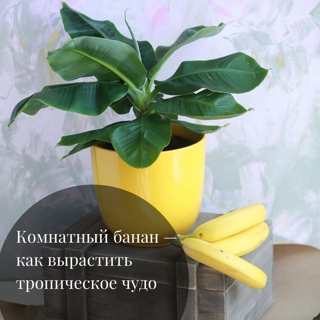 Комнатный банан: условия для крупного тропического растения