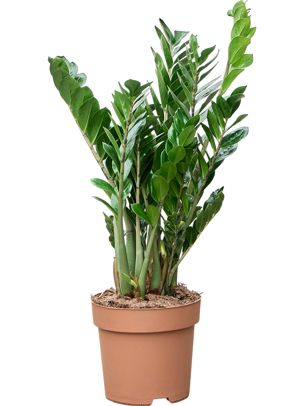 Замиокулькас Замиевиднолистный  H100×W40 D31×28 см 