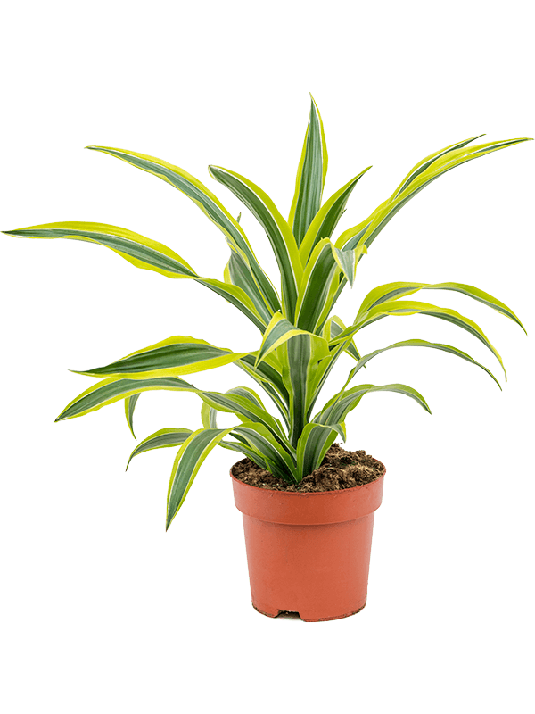 Драцена Fragrans 'Lemon Lime'  H50×W40 D17×15 см 