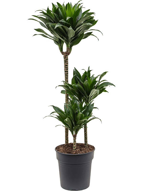 Драцена Fragrans 'Compacta'  H100×W35 D21×20 см 