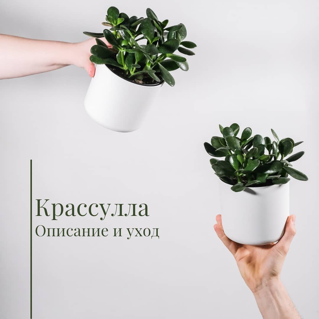 Крассула: виды и базовый уход