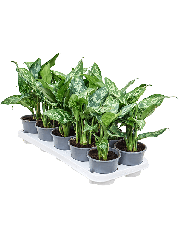 Аглаонема 'Maria' 10/tray  H30×W20 D12×10 см 