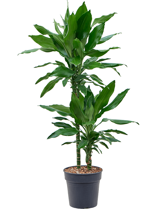 Драцена Fragrans 'Burundii'  H100×W50 D19×18 см 