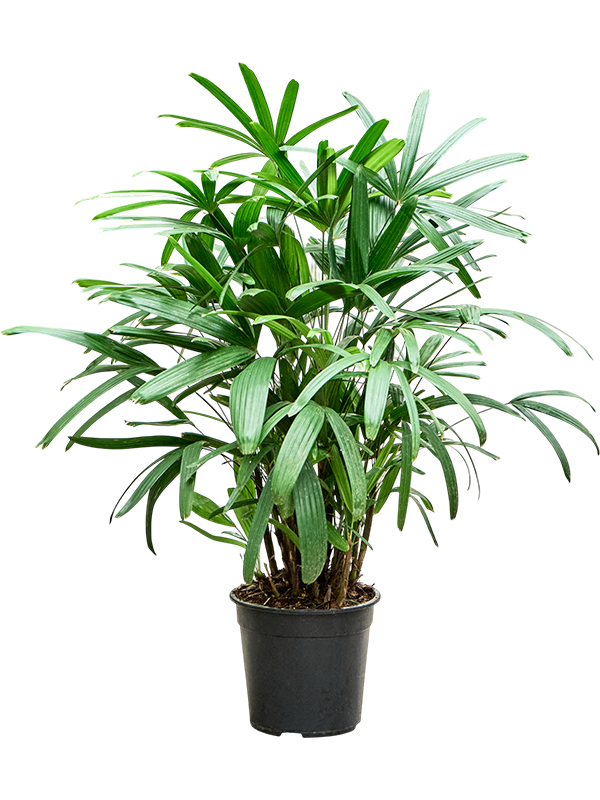 Рапис Excelsa110-140  H120×W60 D24×23 см 
