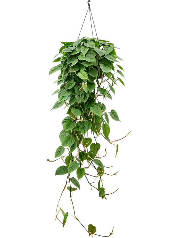 Филодендрон Scandens  H150×W40 D28×17 см 