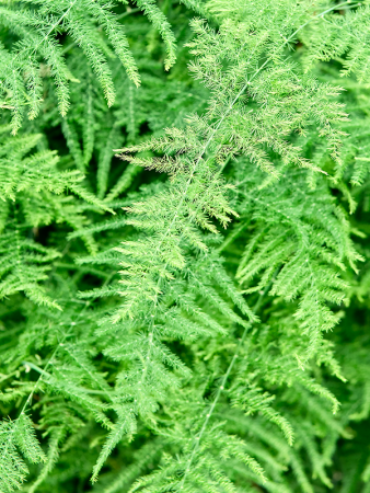Спаржа Setaceus Plumosus  H125×W40 D27×24 см 