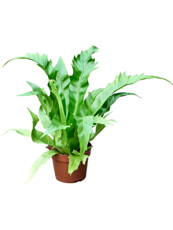 Асплениум Древний 'Gioia' 6/tray  H25×W30 D12×9 см 