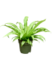 Асплениум Древний  H50×W30 D21×18 см 