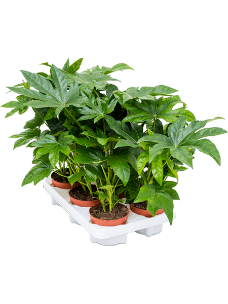 Фатсия Японский 6/tray  H35×W20 D12×10 см 