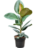 Фикус Elastica 'Robusta' 6/tray  H55 D17 см 