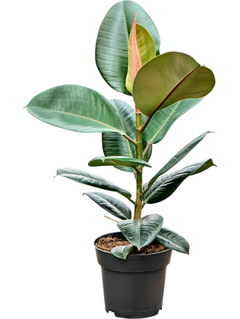 Фикус Elastica 'Robusta' 6/tray  H55 D17 см 