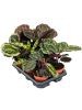 Калатея Mix 6/tray  H35×W25 D12×10 см 