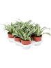 Драцена Fragrans 'White Jewel' 6/tray  H25×W25 D12×10 см 