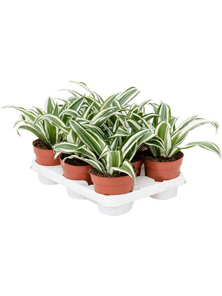 Драцена Fragrans 'White Jewel' 6/tray  H25×W25 D12×10 см 