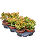 Крассула Яйцевидный 'Colorata' 6/tray  H35×W20 D15×14 см 