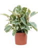 Фикус Elastica 'Tineke'  H55×W45 D21×20 см 