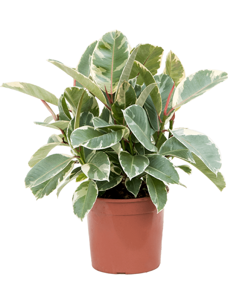 Фикус Elastica 'Tineke'  H55×W45 D21×20 см 