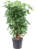 Шеффлера Arboricola 'Compacta'  H120×W90 D34×30 см 