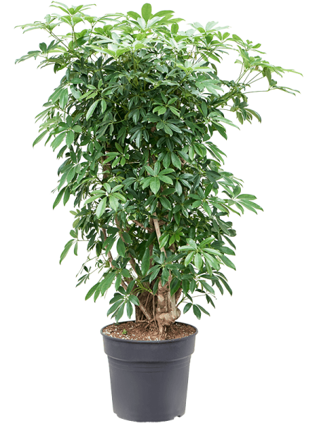 Шеффлера Arboricola 'Compacta'  H120×W90 D34×30 см 