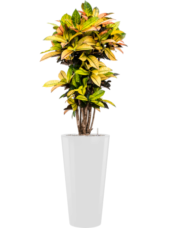 Кротон Пёстролистный Кодиеум 'Mrs. Iceton' 105-135cm  H125×W55 D27×25 см 