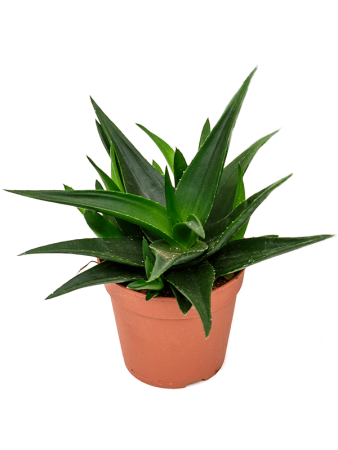 Хавортия Pentagonia 'West Jogoo' 6/tray  H25×W20 D12×11 см 