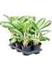 Аглаонема 'Anouk' 6/tray  H60×W35 D17×15 см 