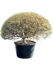 Энкиантус Perulatus  H120×W110 D70×51 см 