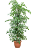 Фикус Бенжамина 'Exotica'  H210×W50 D37×34 см 