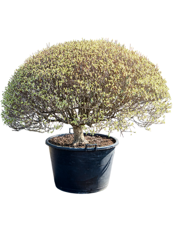 Энкиантус Perulatus  H120×W110 D70×51 см 