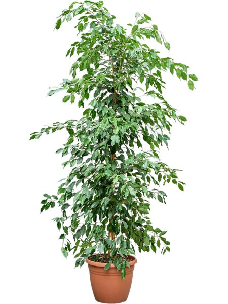 Фикус Бенжамина 'Exotica'  H210×W50 D37×34 см 