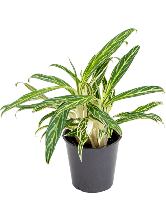 Аглаонема 'Zebra Feathers' 6/tray  H20×W20 D12×9 см 