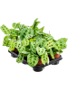 Маранта Leuconeura 'Fiesta' 6/tray  H35×W20 D12×10 см 
