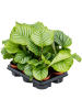 Калатея Круглолистный 6/tray  H30×W25 D12×10 см 