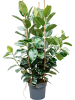 Фикус Elastica 'Robusta'  H170×W75 D38×34 см 