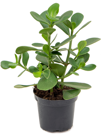Клузия Розовый Грин ' Magic' 10/tray  H25×W25 D12×10 см 