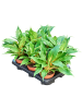 Хлорофитум Orchidastrum 'Fire Flash' 6/tray  H25×W20 D12×10 см 