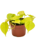 Филодендрон Micans Lime 6/tray  H20×W15 D12×10 см 