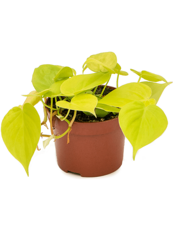 Филодендрон Micans Lime 6/tray  H20×W15 D12×10 см 
