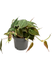 Филодендрон Scandens 'Micans' 6/tray  H20×W15 D12×10 см 