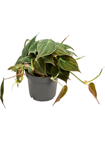 Филодендрон Scandens 'Micans' 6/tray  H20×W15 D12×10 см 