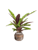 Калатея Заметный  H50×W30 D17×14 см 