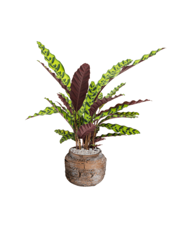 Калатея Заметный  H50×W30 D17×14 см 